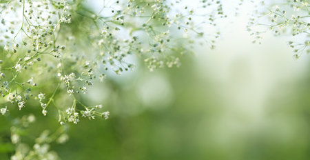 Defocused natural green background with space for text. Blurred gentle natural background. White...