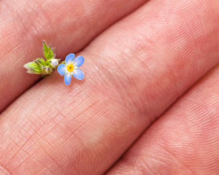 The concept of memory, memories of the past. Close-up of a forget-me-not flower in a woman's hands. Little blue forget-me-not in the girl's hand.の写真素材