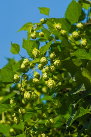 Green hopsの写真素材