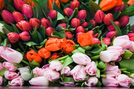 A huge multicolor bouquet of tulips lay on table. A bright background of spring flower blossoms. Floristics and holiday preparation. Floral design conceptの写真素材
