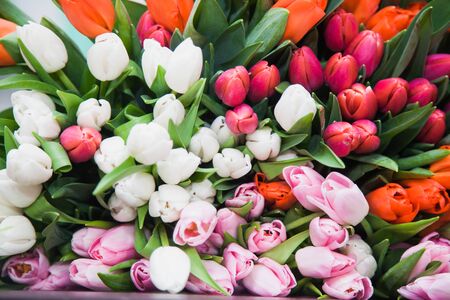 A huge multicolor bouquet of tulips lay on table. A bright background of spring flower blossoms. Floristics and holiday preparation. Floral design conceptの写真素材