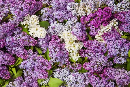 Colorful background of blooming lilac. Spring and flower time concept.の写真素材