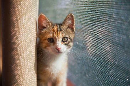 Closeup portrait of red kitten in natural light, pet looking at camera. Domestic animal photo, beautiful young cat, red white and grey color.の写真素材
