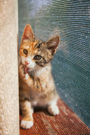 Closeup portrait of red kitten in natural light, pet looking at camera. Domestic animal photo, beautiful young cat, red white and grey color.の写真素材
