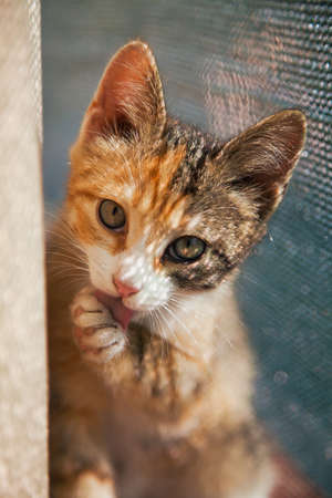 Closeup portrait of red kitten in natural light, pet looking at camera. Domestic animal photo, beautiful young cat, red white and grey color.の写真素材