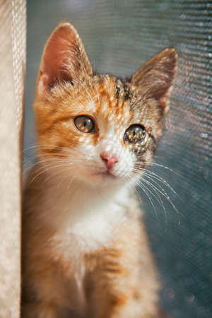 Closeup portrait of red kitten in natural light, pet looking at camera. Domestic animal photo, beautiful young cat, red white and grey color.の写真素材