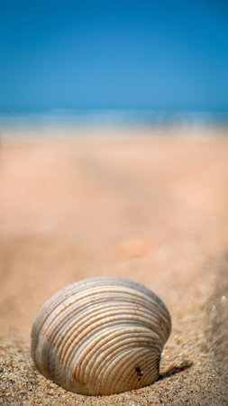 Seashells on the sand