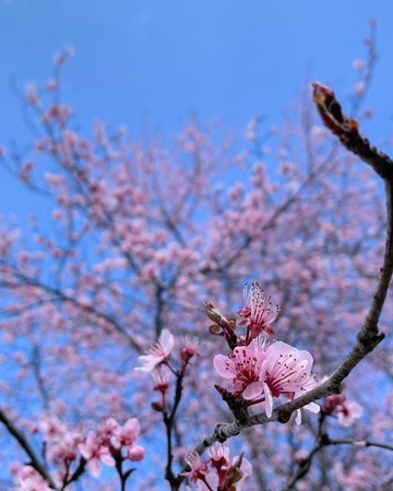 cherry blossom in spring, blue sky and white clouds background