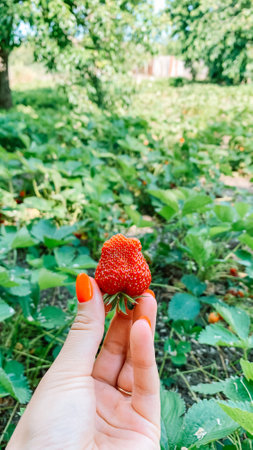 Strawberry in hand on the background of a strawberry field.の写真素材