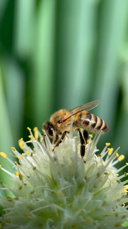 Close up of a honey bee pollinating a chive flower.