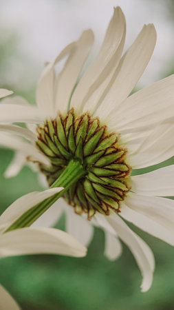 Close up of white daisy flower. Shallow depth of field.の写真素材