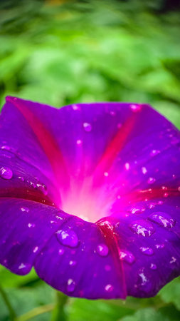 Purple Morning Glory flower in the garden with rain water drop.