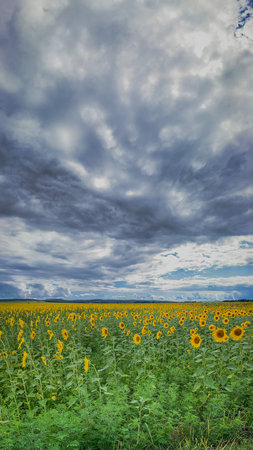 Sunflower field with cloudy sky background. Sunflower field with cloudy sky.の写真素材