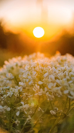 Beautiful white flowers in the meadow at sunset, natural background