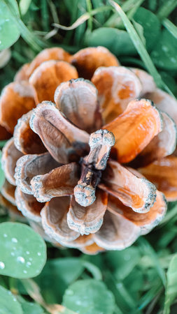 Frosted pine cone on green grass, closeup of photo