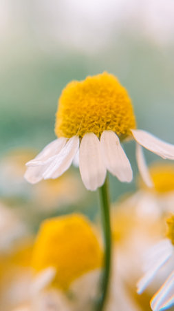 chamomile flower macro close up on blurred background, shallow depth of fieldの写真素材