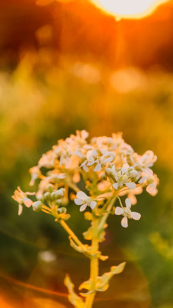 Beautiful white flowers in the sunset light. natural floral background.の写真素材