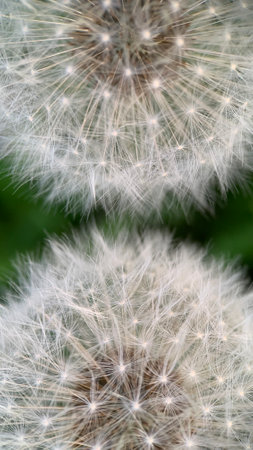 Close up of dandelion seed head. Shallow depth of field.の写真素材