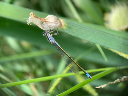 Blue damselfly resting on a blade of grass in the sun