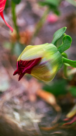 unopened bud of a red flower. macro photographyの写真素材