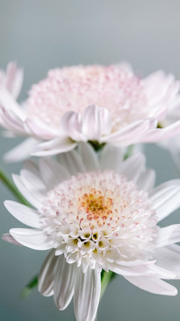 branch of white chrysanthemum on a white backgroundの写真素材