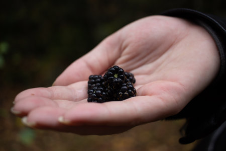 Juicy big blackberries in handの写真素材