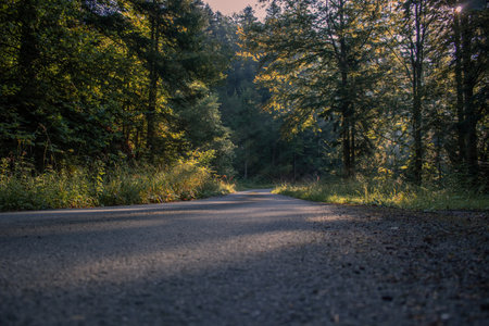 Road through morning mountains forestの写真素材