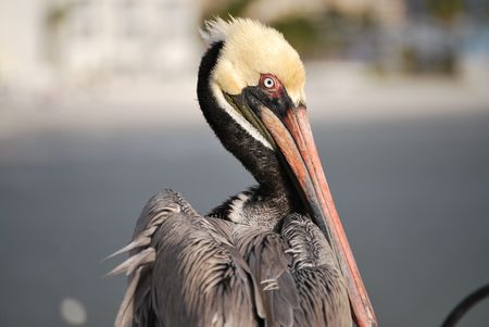A pelican looking around on the beachの写真素材