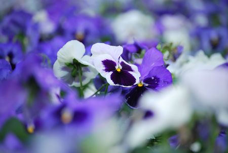 Purple pansiesの写真素材