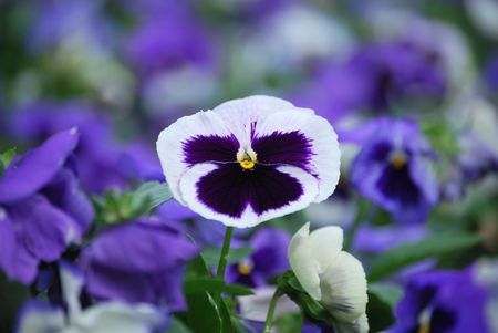 Purple pansiesの写真素材