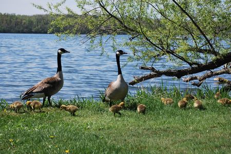 Geese and goslingsの写真素材