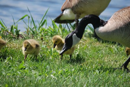 Goose and goslingsの写真素材