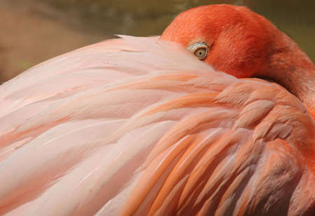 Flamingo at rest with eye openの写真素材