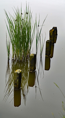 Flushing Nollebos lake naturallyの写真素材