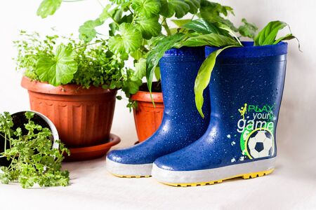 gardening, rubber blue boots, potted plants on a white backgroundの写真素材