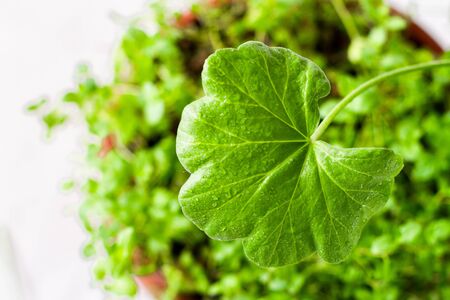 gardening, potted houseplants on a white background with dew drops, geraniums