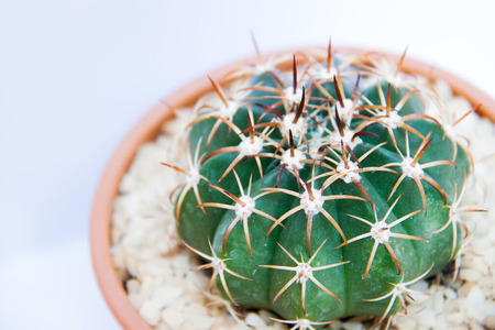Cactus in close-up shotの写真素材