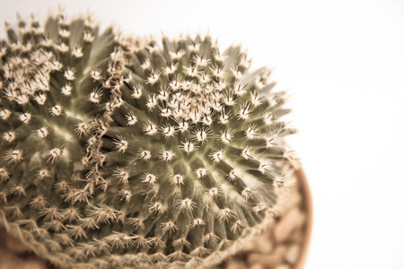 Cactus with aged filter