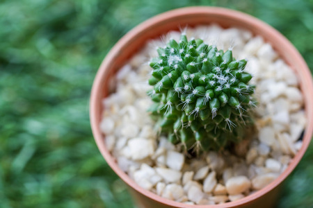Small cactus in the potの写真素材