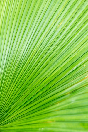 Green leaf of rainforest palm tree, close up as background texture の写真素材