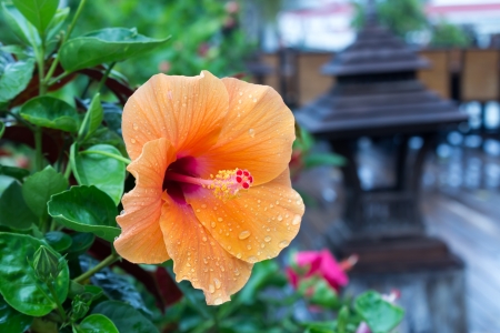 Hibiscus Rosa-Sinensis or Chinese Rose in the garden の写真素材