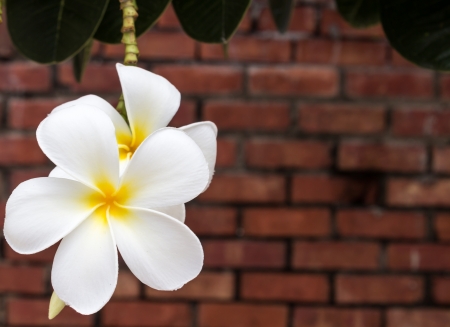 Frangipani flower with old brick wall as background.の写真素材