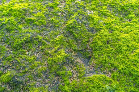 Texture of green moss on the rocks
