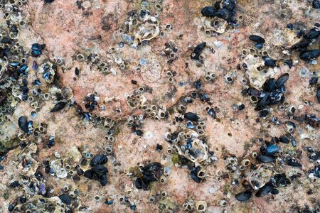 Cluster of Mussels fresh at the coastlineの写真素材