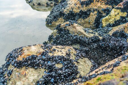 Cluster of Mussels fresh at the coastlineの写真素材