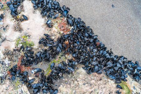 Cluster of Mussels fresh at the coastlineの写真素材