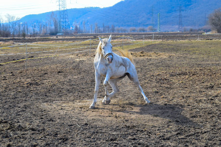Horse on pastureの写真素材