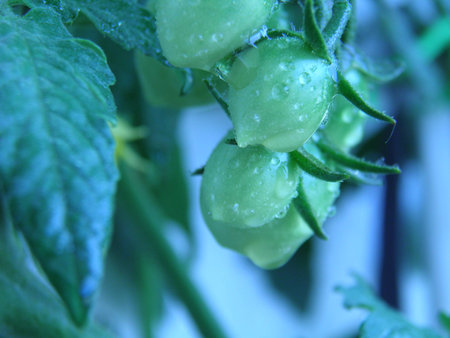 Cherry tomato in the rainの写真素材