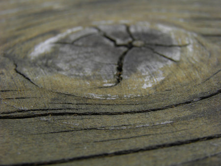 old woodの写真素材