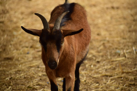 goatの写真素材